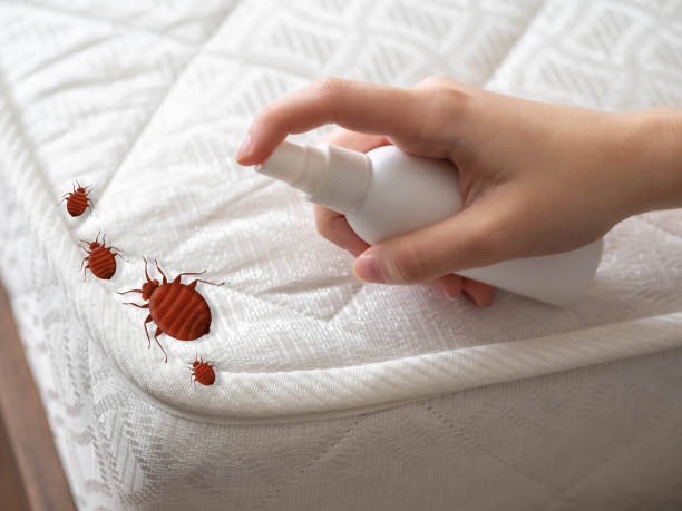 Best Flea Control Services  in Edgerton, OH