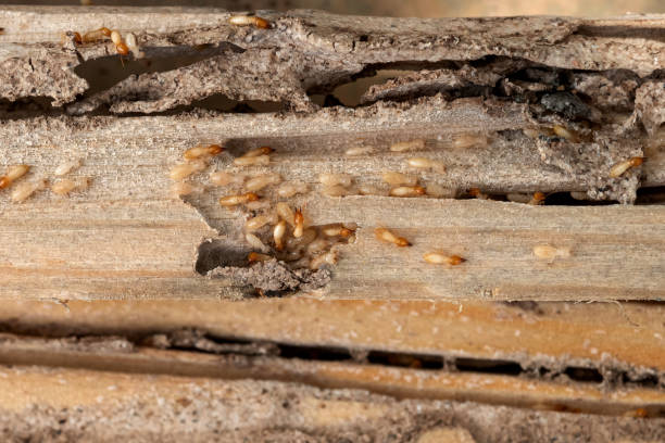 Best Mosquito Control Services  in Edgerton, OH